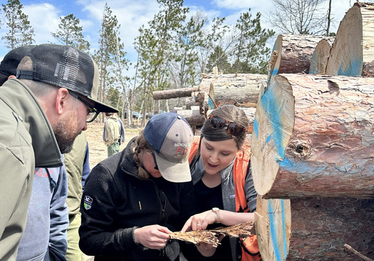 In the center of the photo, a woman points out something on a piece of bark to another woman as two men look on. Pine logs are stacked to the right.