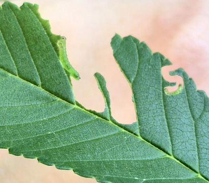 Small green sawfly larvae are visible on a leaf, with pathways of damage to the leaf from what they've consumed.