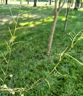 Only the stems of leaves remain, from where insects have consumed the rest of the leaf. 