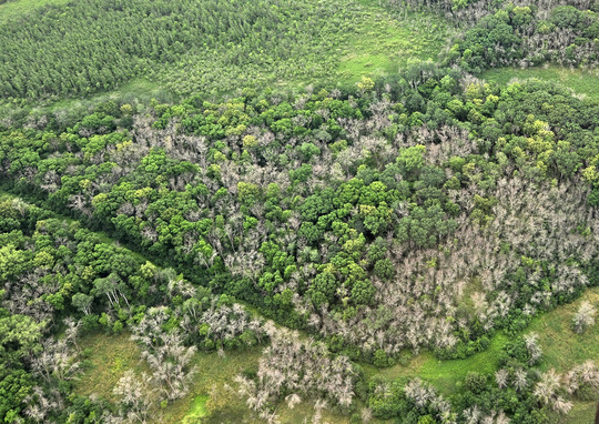 An image of a forest shown from above shows patches of dead trees in an otherwise green landscape. 