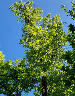 An oak tree with healthy green leaves against a blue sky. 