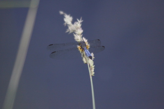 dragonflies