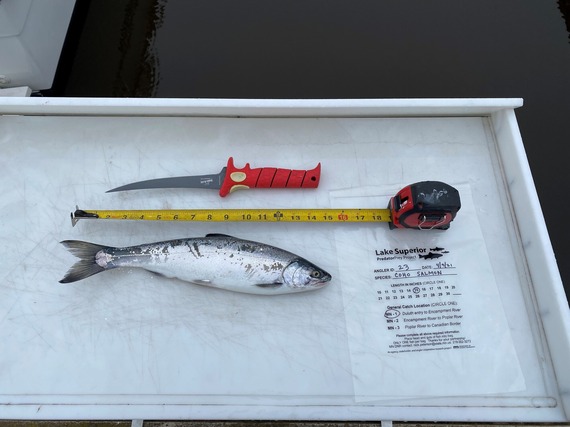 Picture showing a Coho Salmon on a cutting board with Predator Prey Project bag next to it.