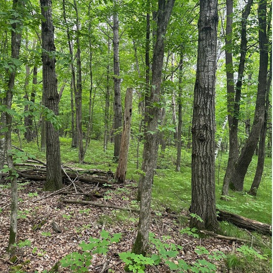 Hardwood Forest at Beva Paulson Memorial Hardwood Forest SNA
