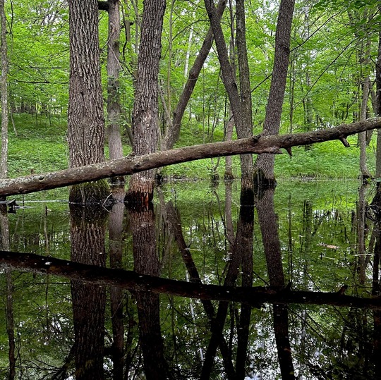 Forest pond at Beva Paulson Memorial Hardwood Forest SNA.