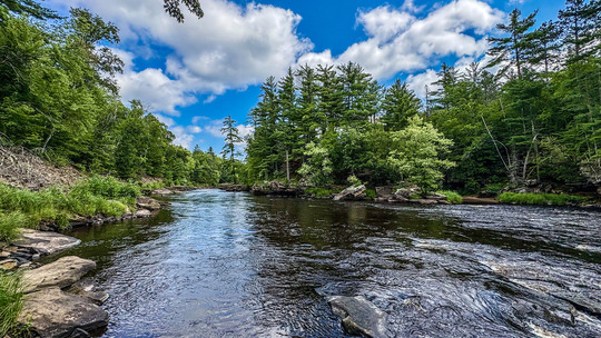 A wide river flows through a lush pine forest. 
