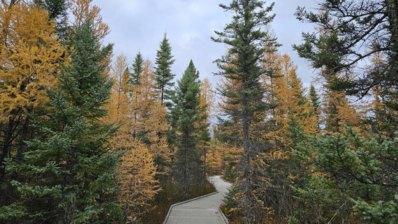 A board walk winds into a coniferous forest of green and bright yellow pines.