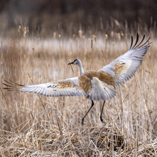 A tall, white and brown shorebird floats down with its wings wide into a patch of tallgrass.