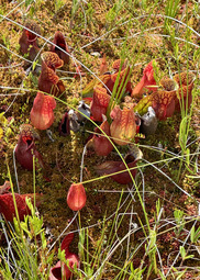 Bright red pitcher plants grow along a bed of green vegetation. 