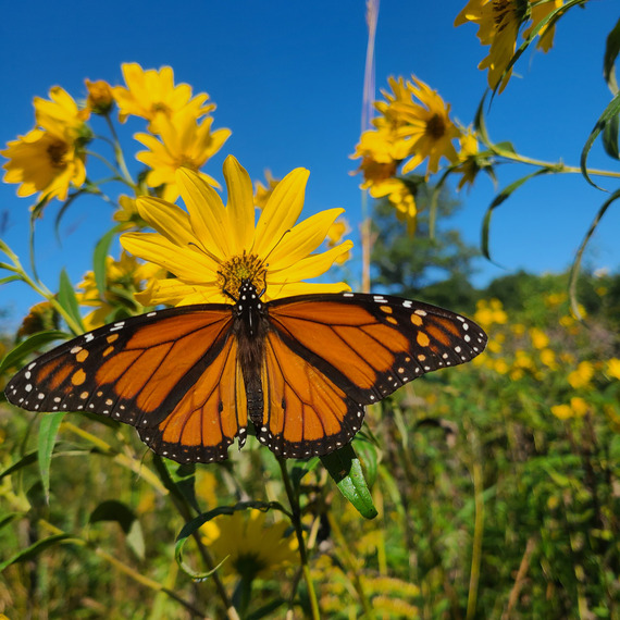 A monarch butterfly sits on a bright yellow wildflower. 