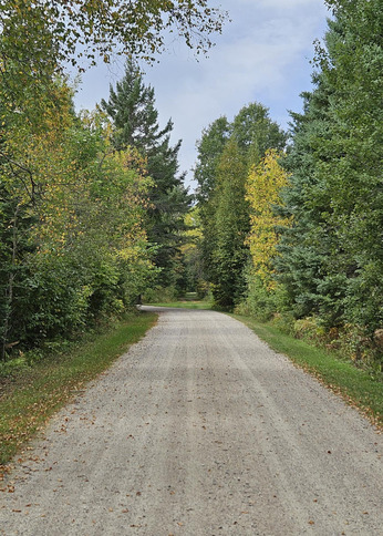 A gravel road leads to a stand of green pines and yellow trees. 