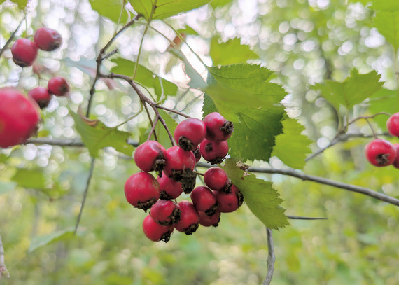 Bright red berries hang from a tree branch. 