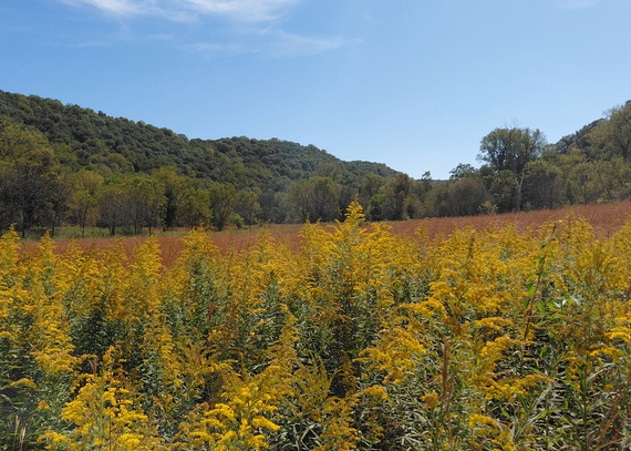 A field of yellow goldenrod wildflowers surrounded by blufflands. 