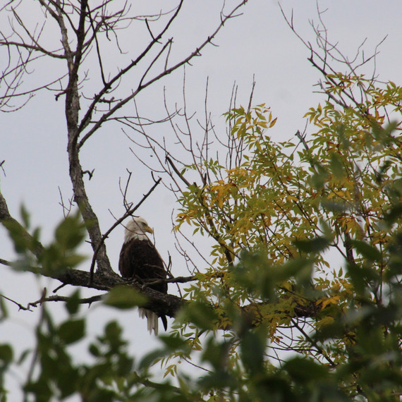An eagle sits on a branch next to yellow leaves. 