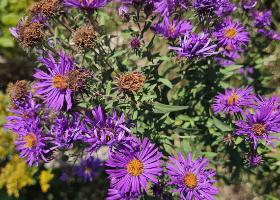 Bright purple flowers bloom in the sun. 