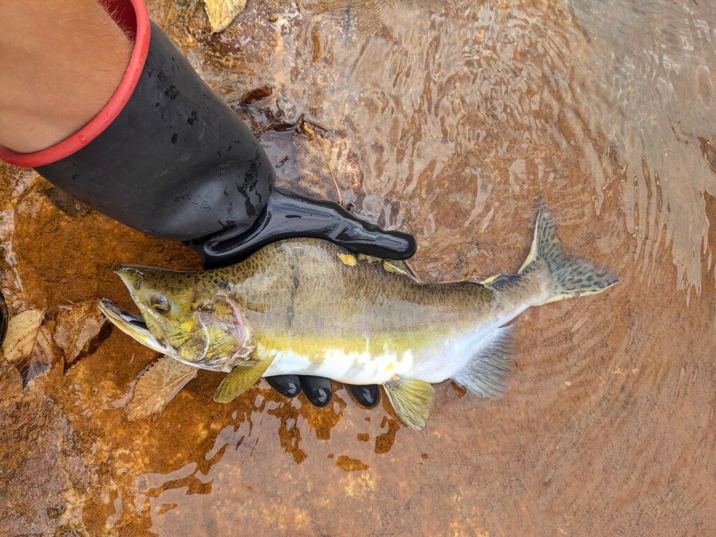 Phot showing a male pink salmon in spawning colors.