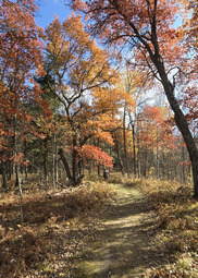A mowed path winds into a colorful forest. 