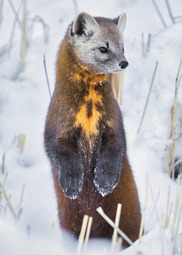 An American Marten, a small furry creature with a cute bear-like face, stands on its hind legs. 