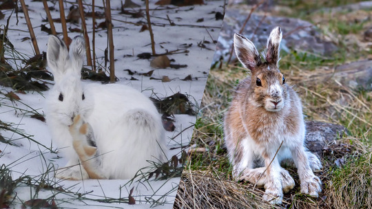 Two snowshoe hares--the left has an all white coat, the one on the right has mottled brown fur.