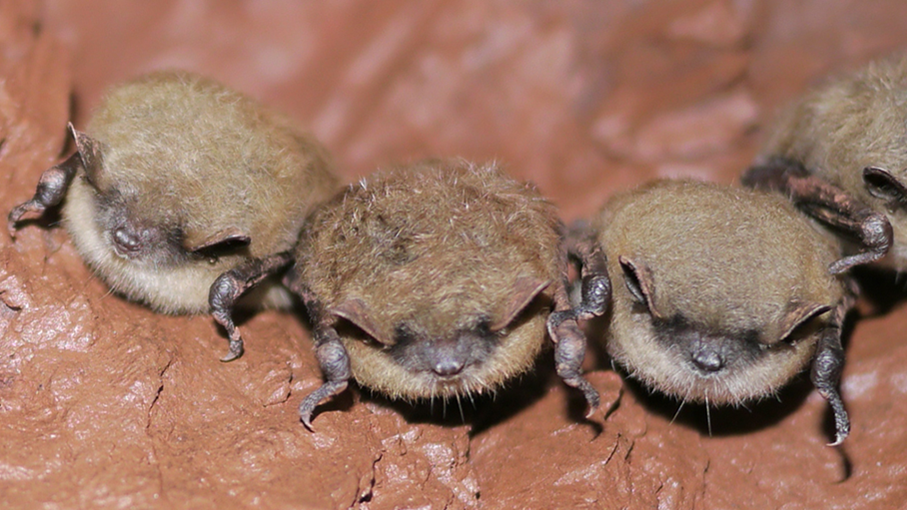 Three fuzzy, fat bats cling to a rock wall. 
