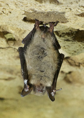A fuzzy beige bat hangs from the ceiling of a rocky cave. 