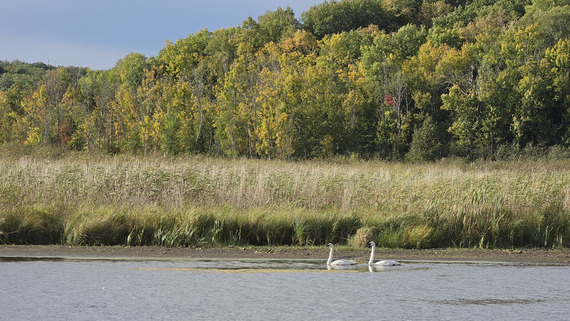 Two swans swim along a colorful shoreline. 