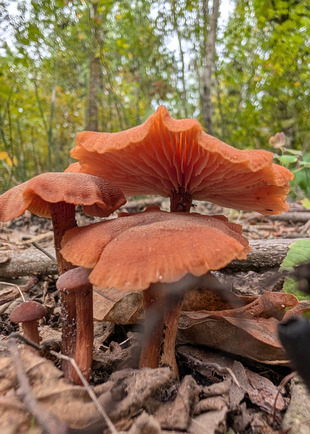 Bright orange mushrooms reach up from the forest floor. 