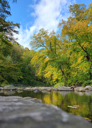 A perfectly calm stream reflects the bright yellow and green trees above.