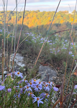 Purple wildflowers grow in a patch within tallgrass prairie. 