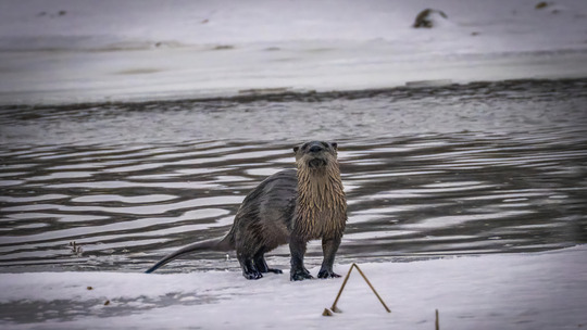 An otter stands on a floating piece of ice on a lake in winter. 