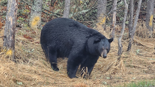 A very fat black bear stands at the edge of a pine forest. 