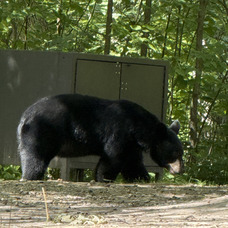 A black bear sniffs by a steel cabinet in a campsite. 
