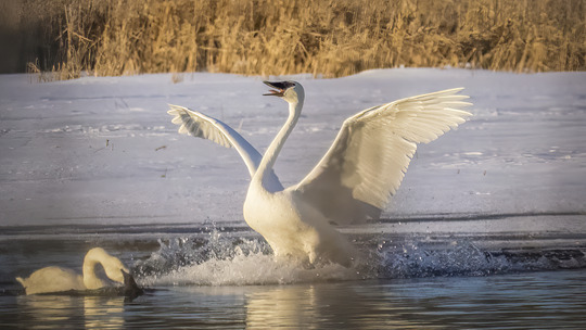 A beautiful white swan lands in an open patch of water on a frozen lake. 