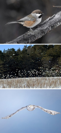 Three bird images, the top is a chickadee, the middle is a flock of snow buntings, and bottom is a flying snowy owl. 