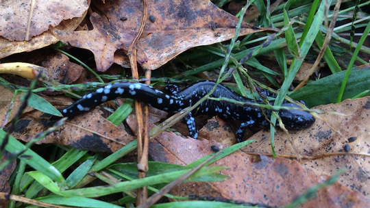 A mostly black salamander with bright blue spots crawls along leaf litter. 