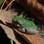 A tiny green frog sits on a brown leaf. 