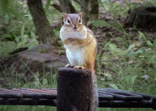 A chipmunk with its mouth full of food sits on the edge of a fire ring. 
