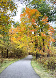 A smooth paved path winds into a bright orange forest in fall. 