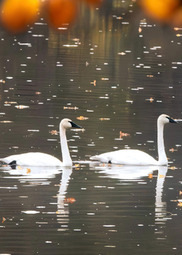Two swans swim in a calm lake in late fall. 