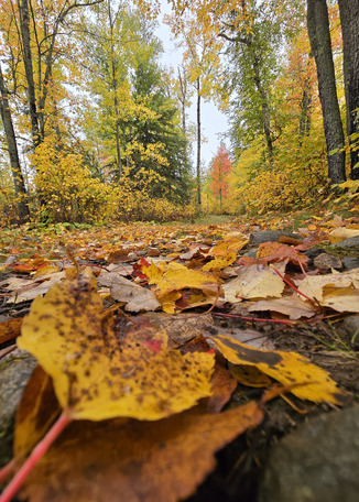 A close up view of an orange leaf on the forest floor. 