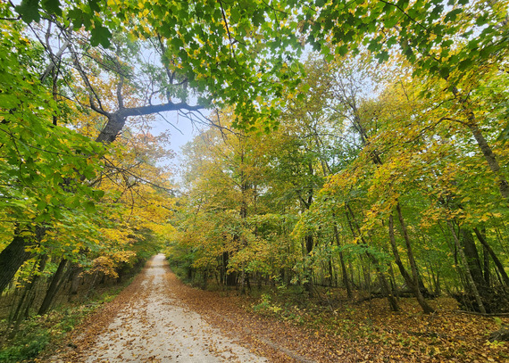 A path stretches out into the distance with colorful fall trees all around. 