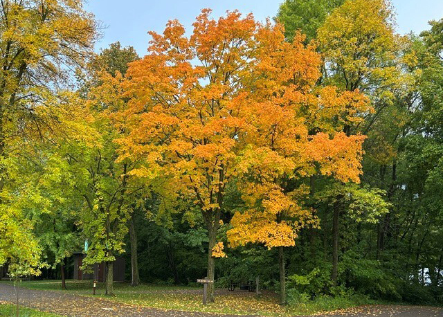 Along a park road the trees are turning bright orange in fall. 