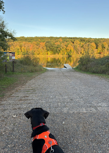 A dog on a leash looks out at a public water access with fall trees all around. 