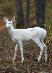 An all white deer stands before a yellow and gold forest. 