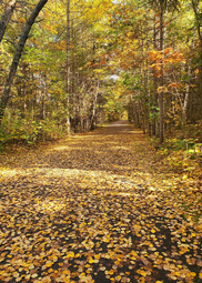 A paved path is littered with golden leaves. 