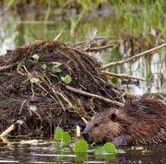 A brown beaver sits in the water next to it's dam, a mound of sticks and mud. 