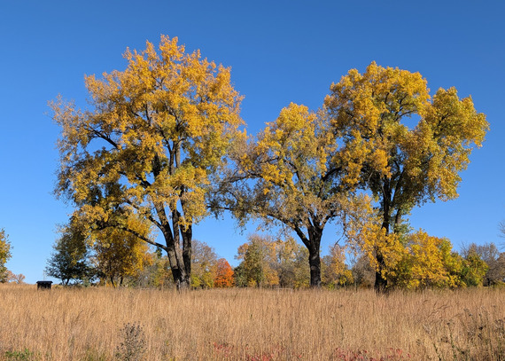 Looking across a golden prairie, tall yellow oak trees reach into the blue sky.