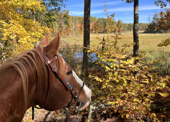 View from the saddle on a brown horse looking out over a fall forest. 