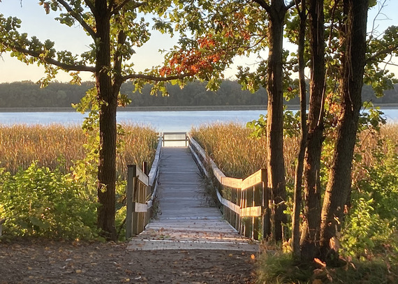 Looking out to a fishing pier surrounded by golden fall foliage. 