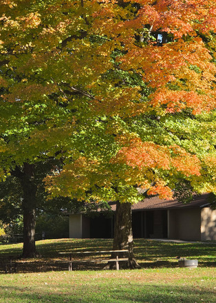 A brown picnic shelter surrounded by orange trees in the fall. 